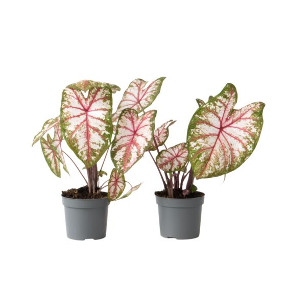 Enkelinsiivet - 2 kpl - Caladium 'Tapestry' - Korkeus 25-35cm - ⌀13cm