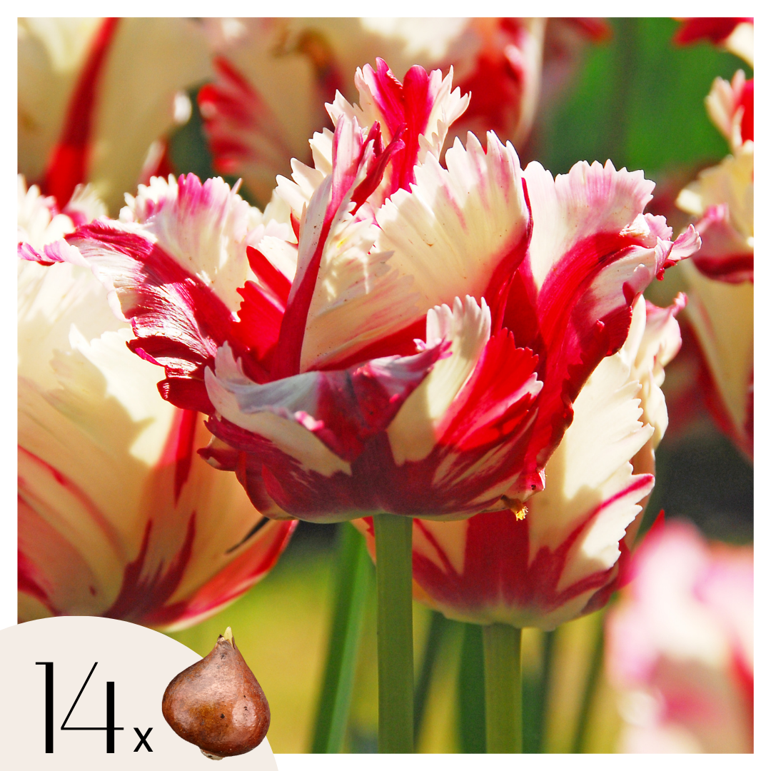 Tulppaaninsipulit - 14 kpl - Tulipa 'Estella Rijnveld' - Kukkasipulit - Punainen