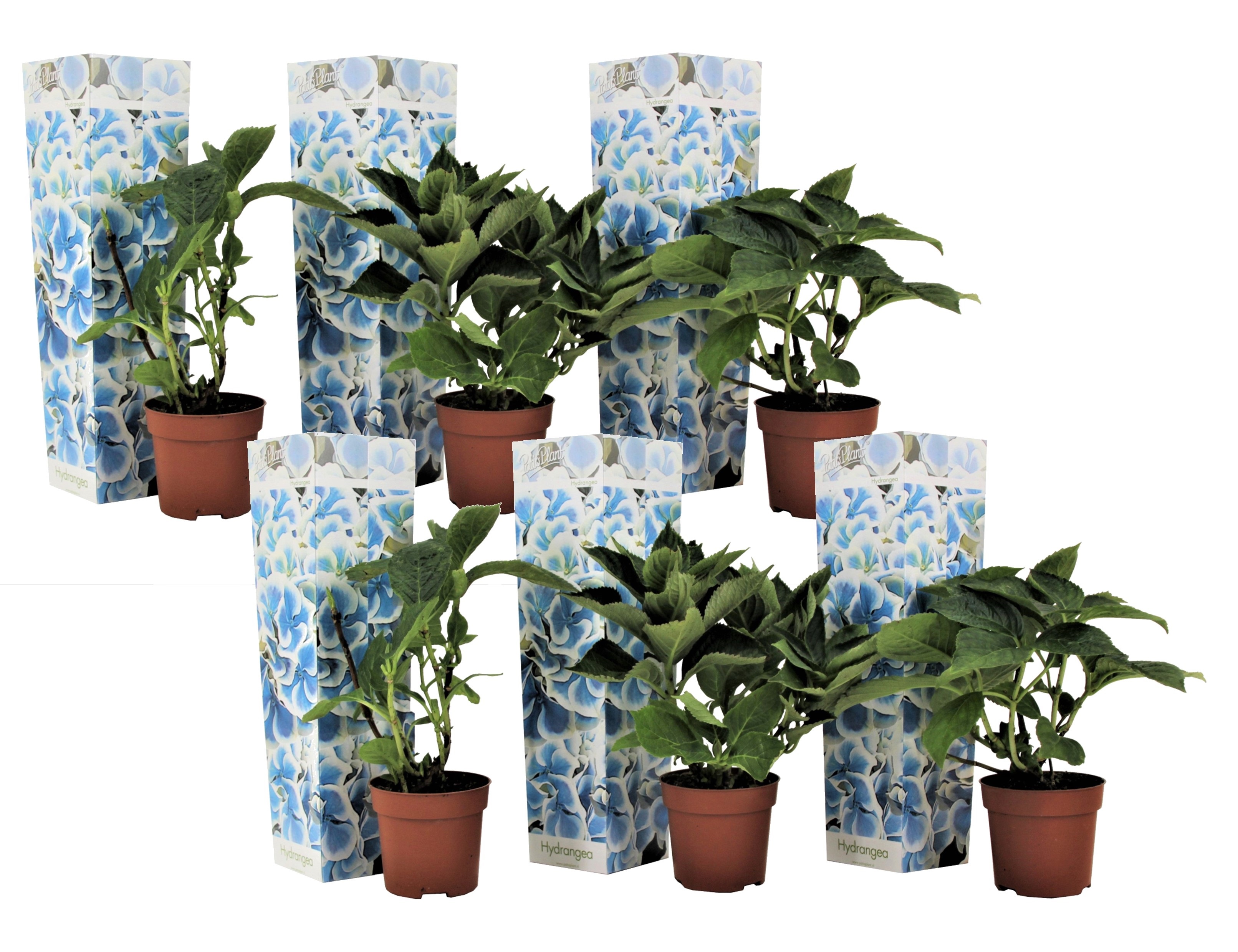 Hortensia - 6 kpl - Hydrangea macrophylla 'Bavaria' - Korkeus 25-40cm - ⌀9cm