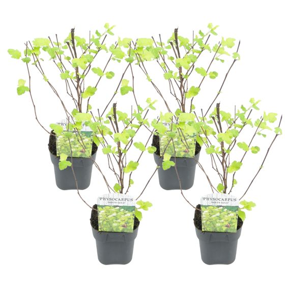 Pahkokärhö - 4 kpl - Physocarpus opulifolius 'Dart's Gold' - K30-40cm - ⌀17cm