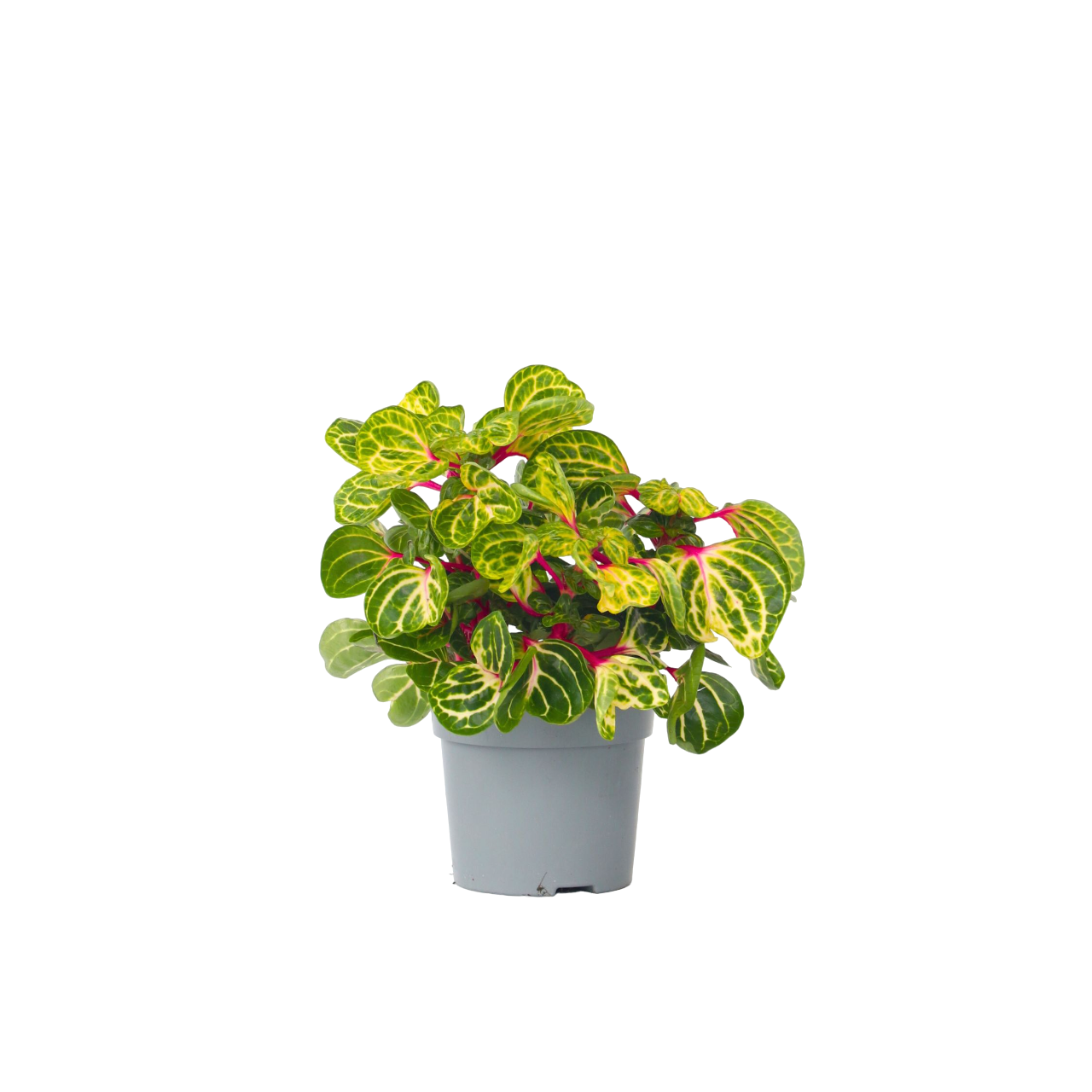 Verilehtikasvi - Iresine herbstii - Korkeus 20-30 cm - ⌀13 cm