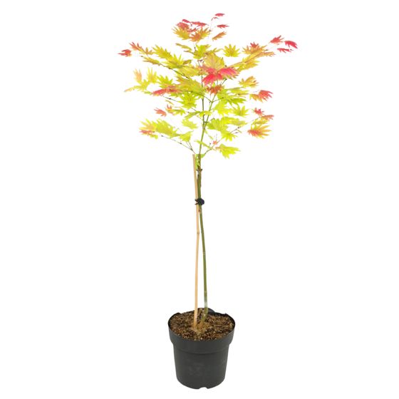 Japanin vaahtera - Acer palmatum 'Moonrise' - Korkeus 80-90cm - ⌀19cm