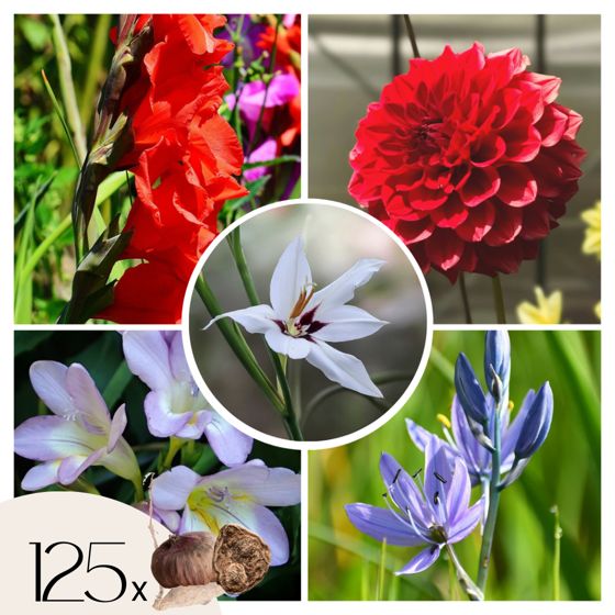 Hollantilaiset sipulit - 125 kpl - Gladiolus, Dahlia, Freesia - Sininen