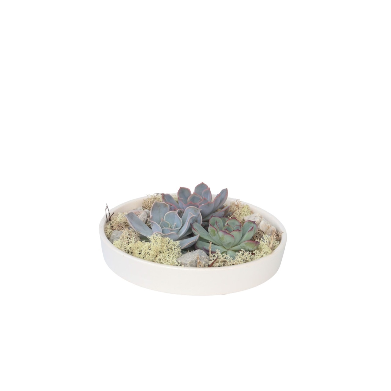 Echeveria Garden Mix White - Echeveria lilacina - Korkeus 8 cm