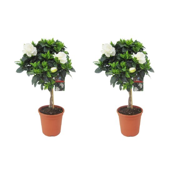 Kapsapuun jasmiini - 2 kpl - Gardenia jasminoides - Korkeus 50-60 cm - ⌀19 cm