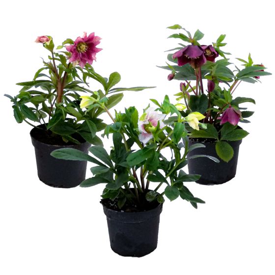 Laskiainenruusu - 3 kpl - Helleborus orientalis - Korkeus 20-30 cm - ⌀12 cm