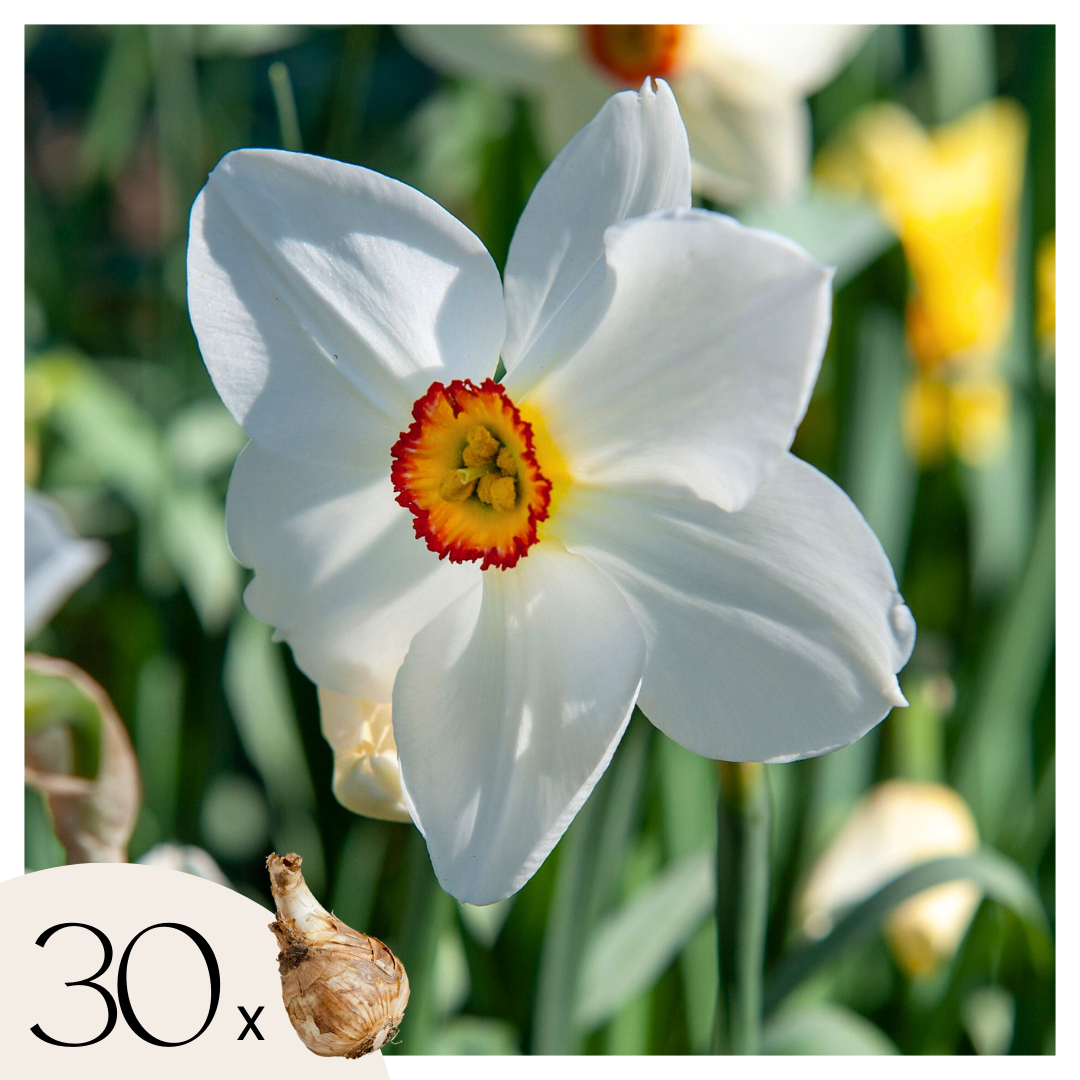 Narsissisipulit - 30 kpl - Narcissus 'Recurvus' - Kukkasipulit - Valkoinen