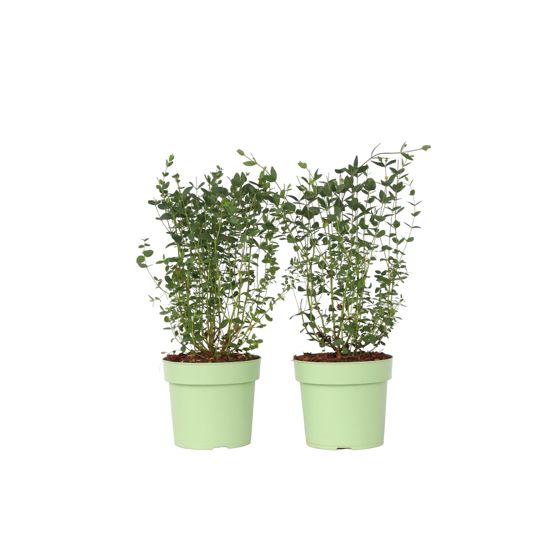 Eukalyptus - 2 kpl - Eucalyptus parvifolia 'Oliva' - Korkeus 40-50cm - ⌀19cm