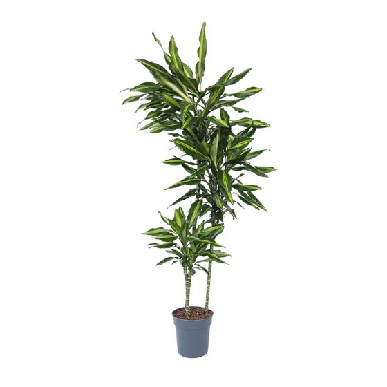 Maissikasvi - Dracaena fragrans 'Cintho' - Korkeus 140-150 cm - ⌀24 cm
