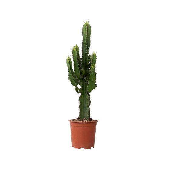 Kandelabri-kaktus - Euphorbia ingens - Korkeus 50-60 cm - ⌀17 cm