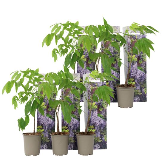 Kiinalainen siniputki - 6 kpl - Wisteria sinensis - Korkeus 25-40 cm - ⌀9 cm