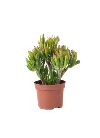 Jadekasvi - Crassula ovata 'Hobbit' - Korkeus 10-20cm - ⌀12cm