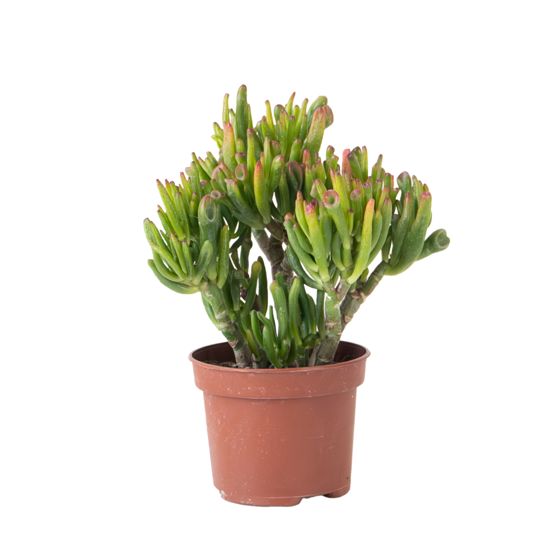 Jadekasvi - Crassula ovata 'Hobbit' - Korkeus 10-20cm - ⌀12cm