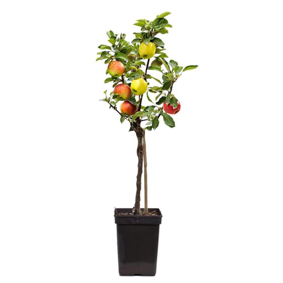 Omenapuu - Malus - Korkeus 60-70cm - ⌀17cm