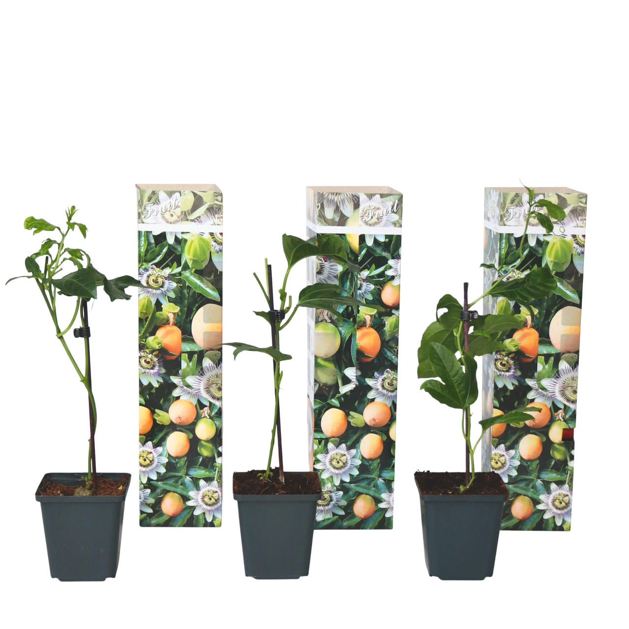 Kärsimyskukka - 3 kpl - Passiflora edulis 'Frederick' - Korkeus 25–40cm - ⌀9cm