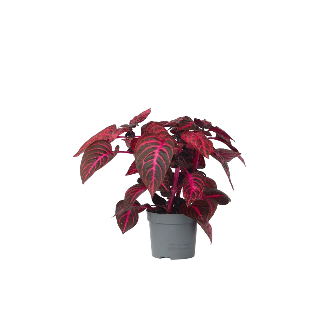 Verilehtikasvi - Iresine herbstii - Korkeus 20-30 cm - ⌀13 cm