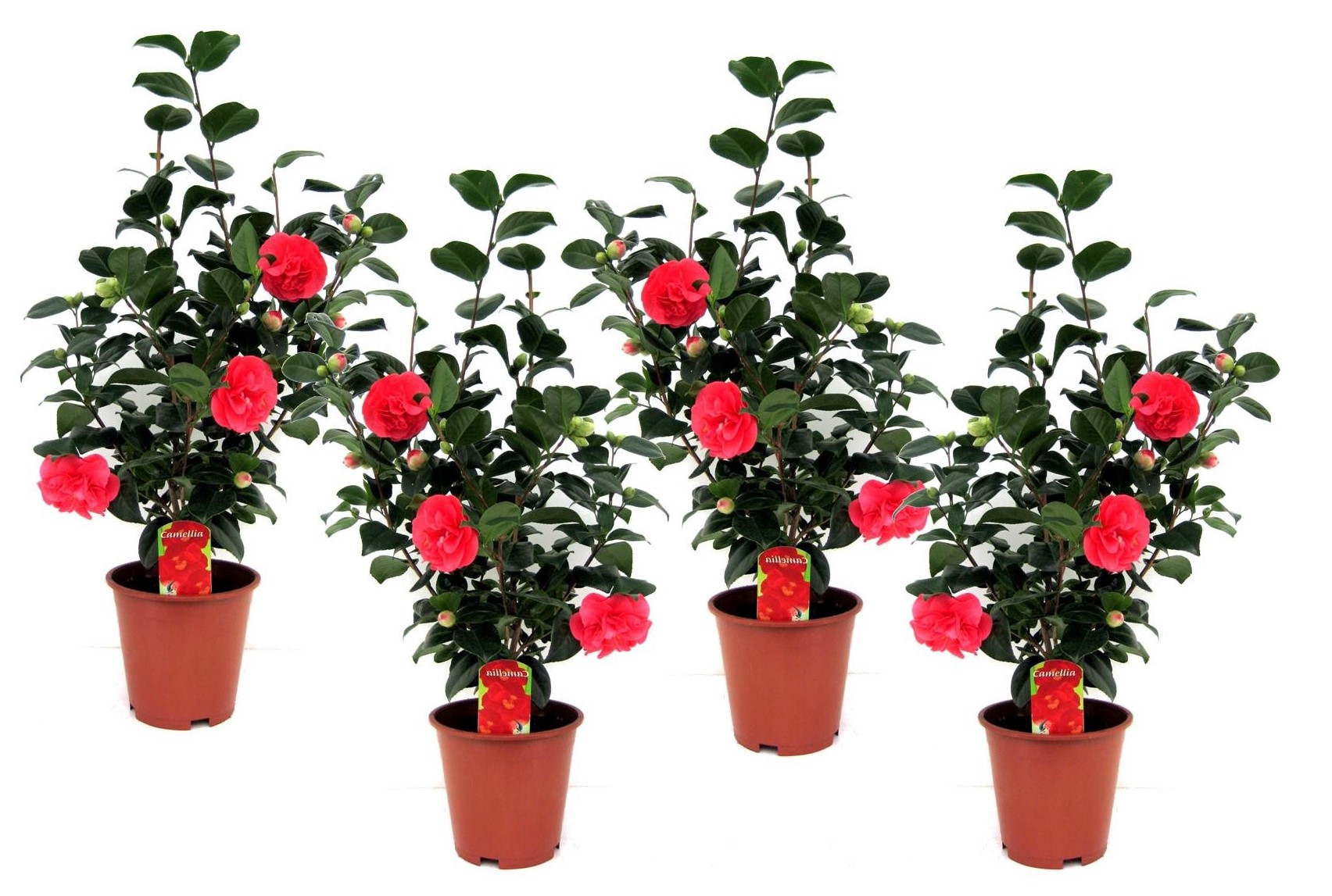 Japanin kamelia - 4 kpl. - Camellia 'Lady Campbell' - Korkeus 60-70cm - ⌀19cm