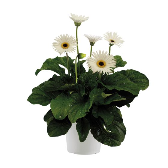 Gerbera garvinea - Valkoinen - Korkeus 45-60cm - ⌀19cm
