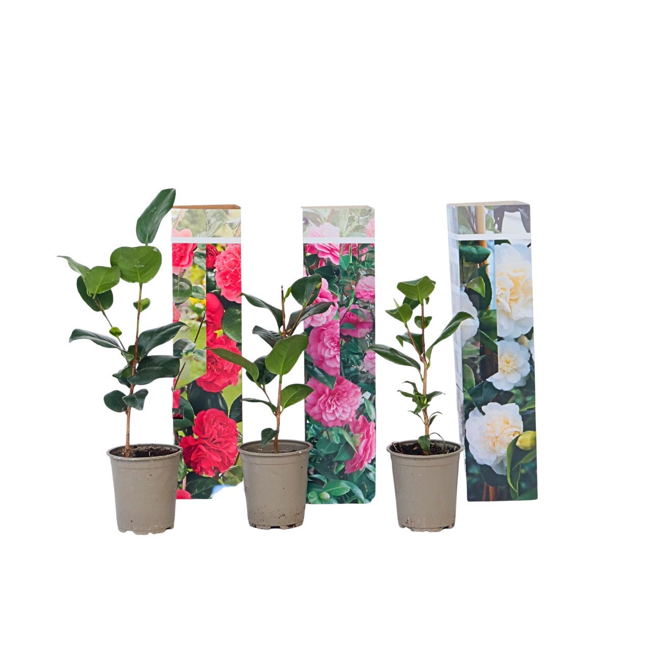Japanin kamelia - 3 kpl. - Camellia japonica - Korkeus 25-40cm - ⌀9cm