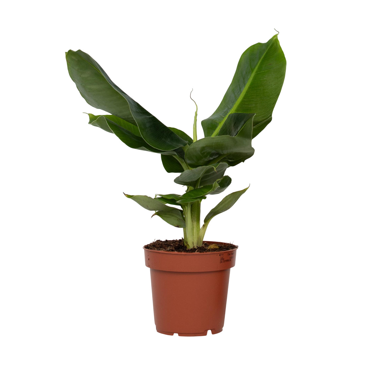 Banaanipuu - Musa 'Oriental Dwarf' - Korkeus 25-40cm - ⌀12cm