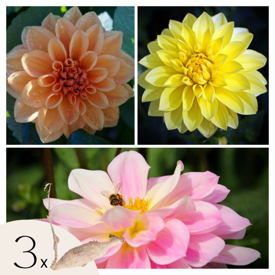 Daalian juurakot - 3 kpl - Dahlia 'Waterlily Mix' - Kukkasipulit