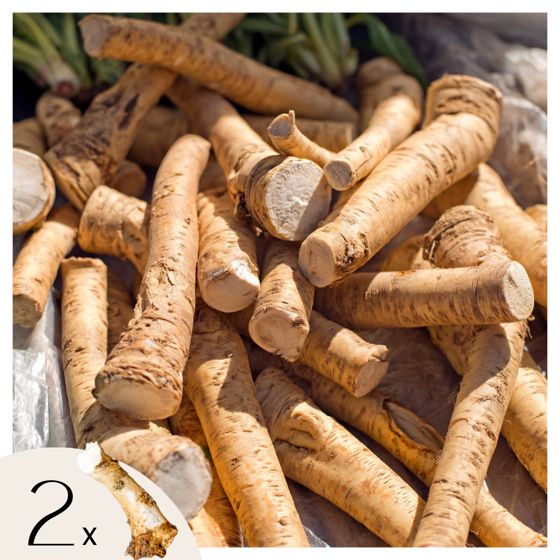 Piparjuuri - 2 kpl - Armoracia rusticana - Juurakot