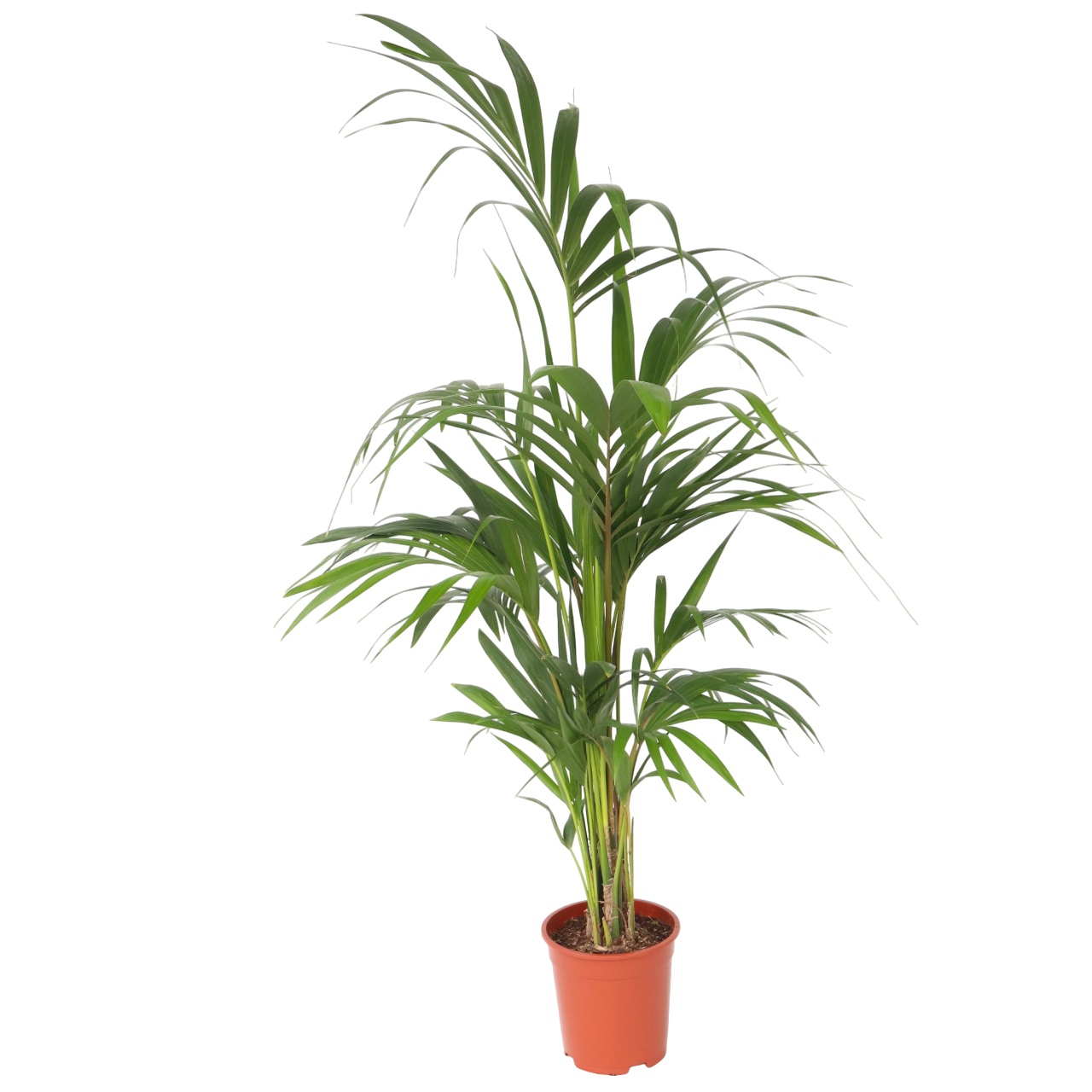 Kentia-palm - Howea forsteriana - Korkeus 130-140cm - ⌀21cm