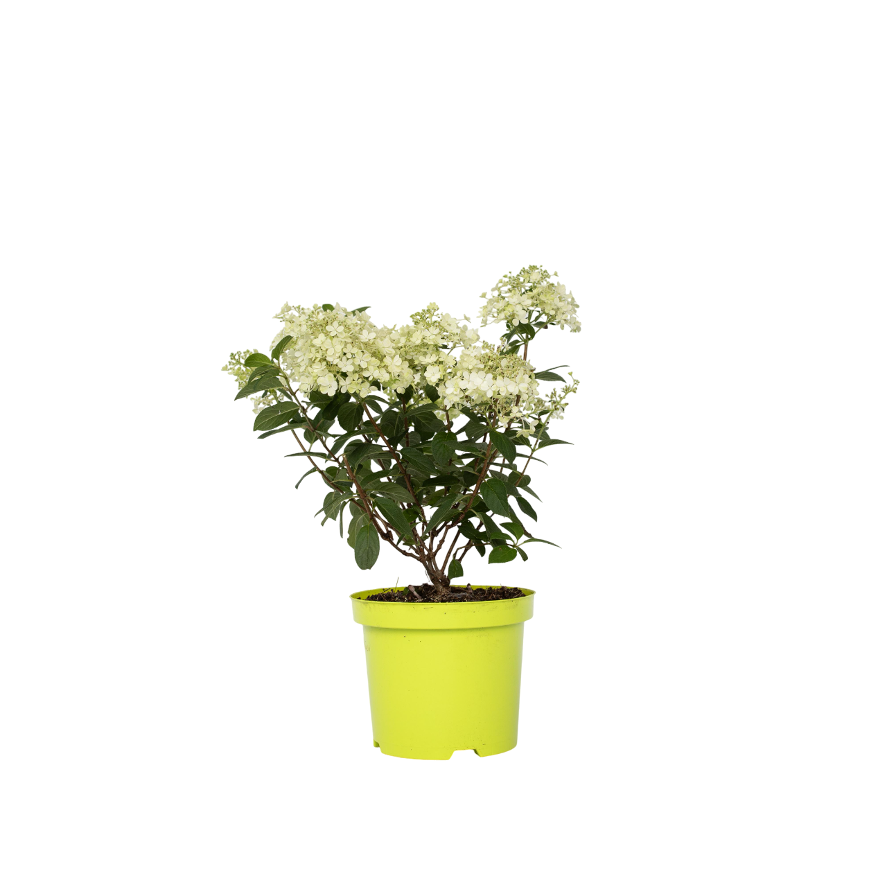 Hortensia - Hydrangea paniculata 'Bobo' - Korkeus 25-40cm - ⌀19cm