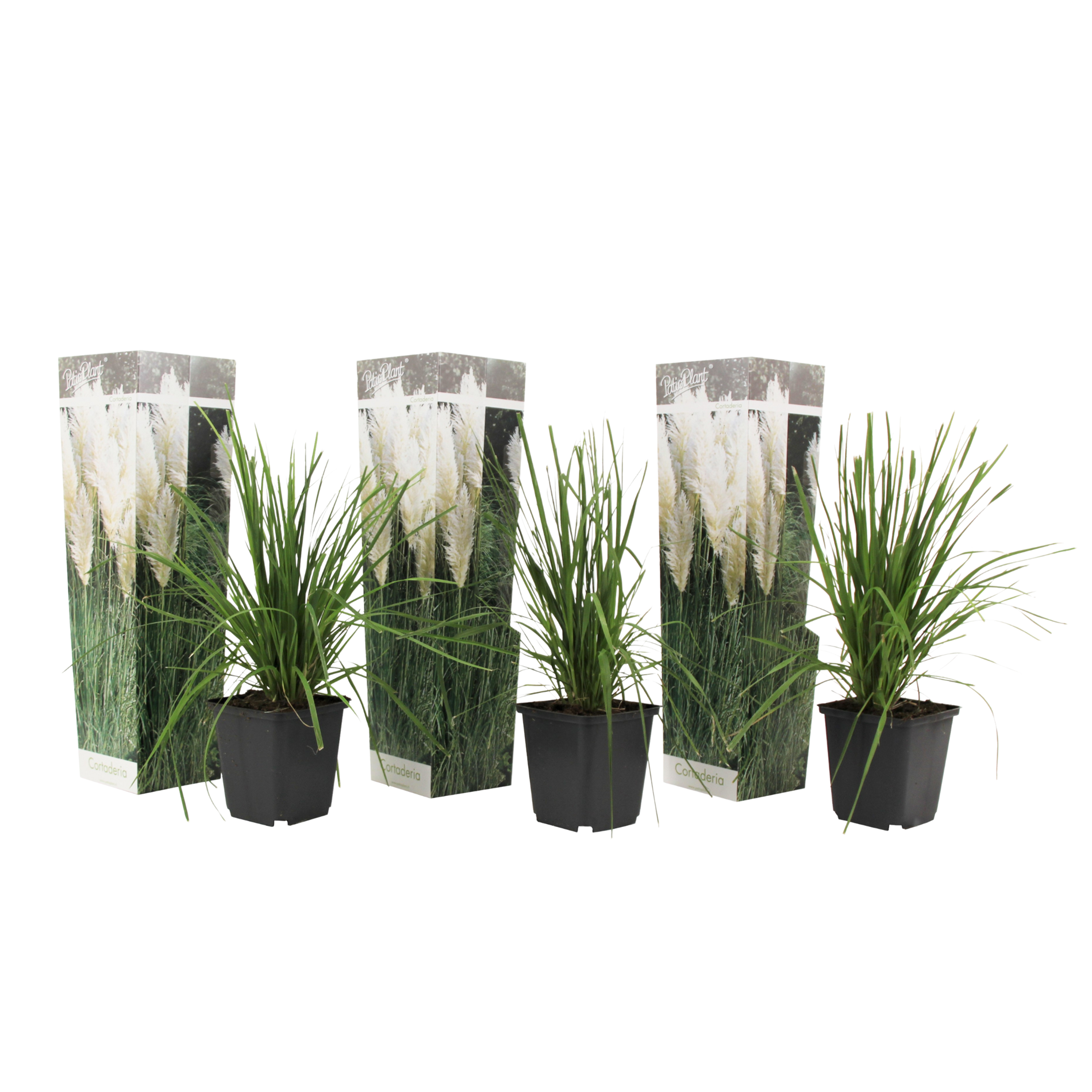 Pampasheinä - 3 kpl - Cortaderia selloana - Korkeus 25–40cm - ⌀9cm