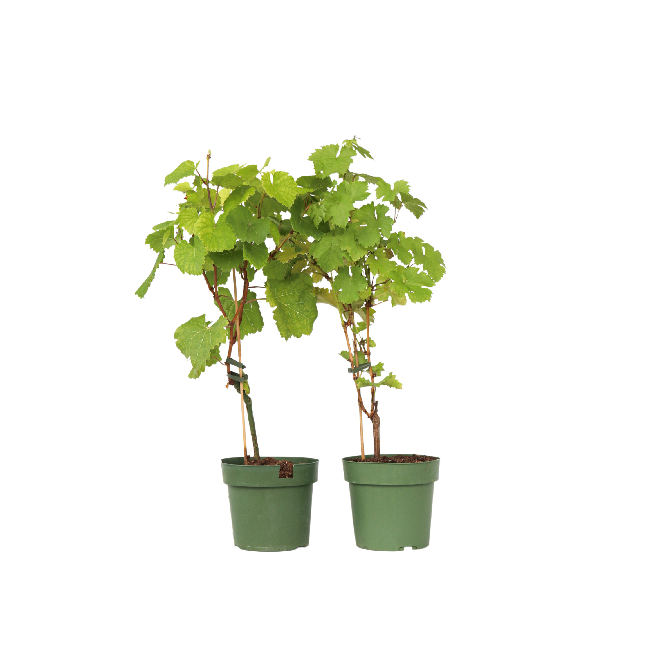 Rypälekasvi - 2 kpl - Vitis ‘Himrod’ Vitis ‘Vanessa’ - Korkeus 60-75cm - ⌀21cm