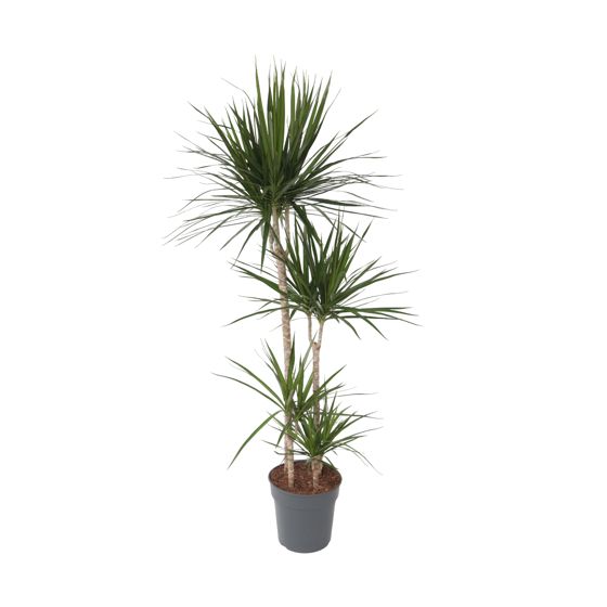 Madagaskarin lohikäärmepuu - Dracaena marginata - Korkeus 150-160 cm - ⌀27 cm