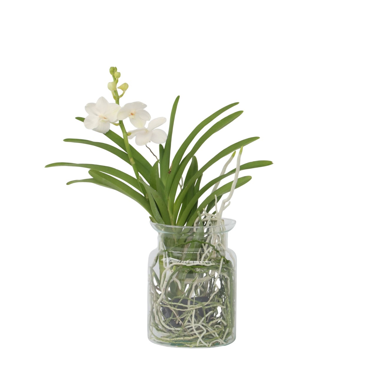 Vanda-orvokki - Vanda 'White' - Korkeus 40-50cm - ⌀14cm