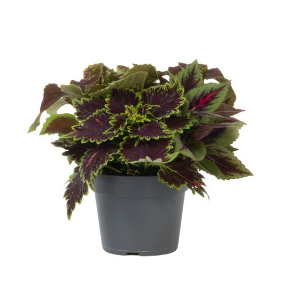 Koleus - Coleus scutellarioides - Korkeus 25-35 cm - ⌀17 cm