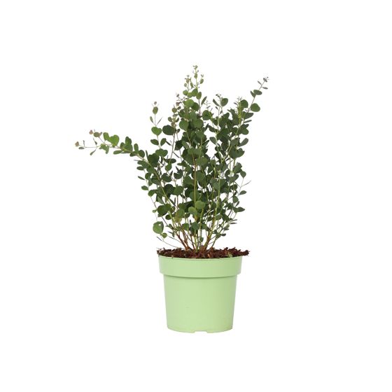 Eukalyptus - Eucalyptus websteriana 'Botanic Hearts' - Korkeus 40-50cm - ⌀15cm