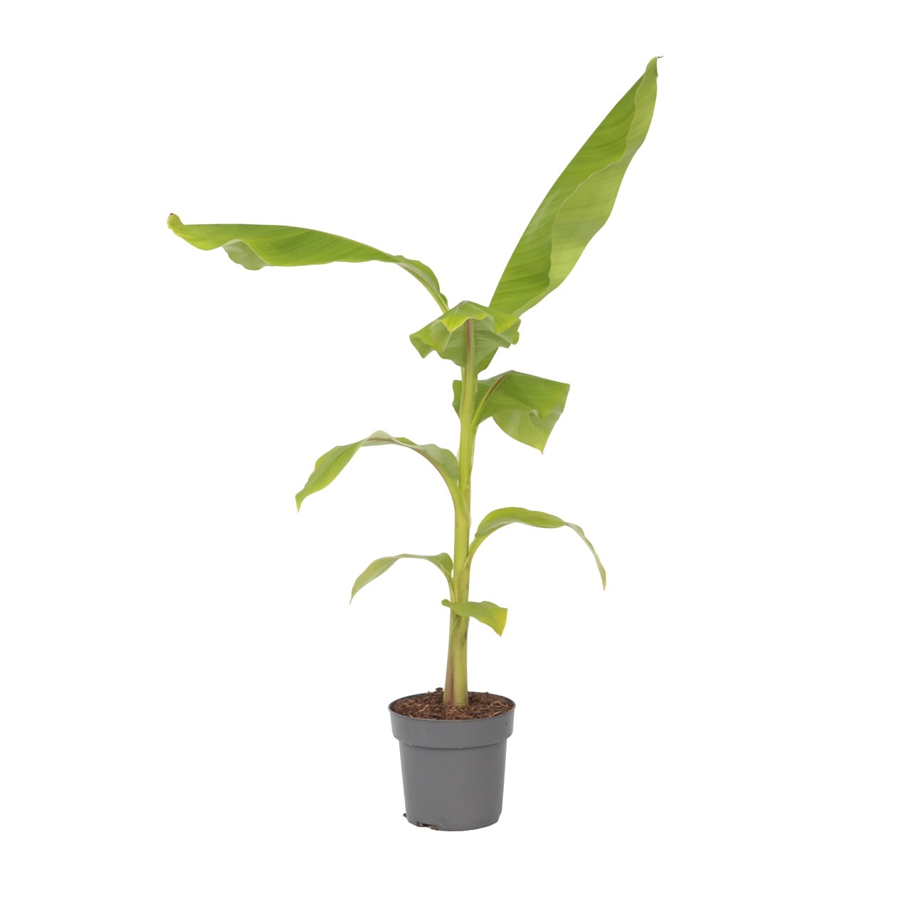 Kestävä banaani - Musa basjoo - Korkeus 55-70cm - ⌀21cm