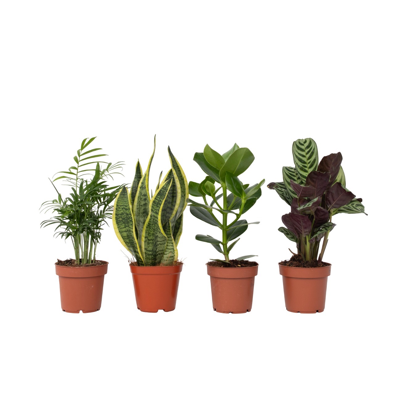 Easy Mix - 4 kpl - Huonekasvit - Korkeus 25-40 cm - ⌀12 cm