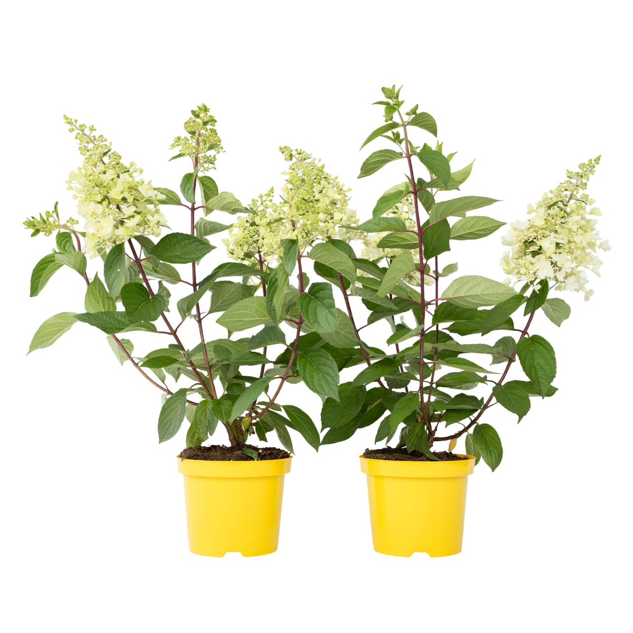 Hortensia - 2 kpl - Hydrangea paniculata 'Candlelight' - Korkeus 25-40cm - ⌀19cm
