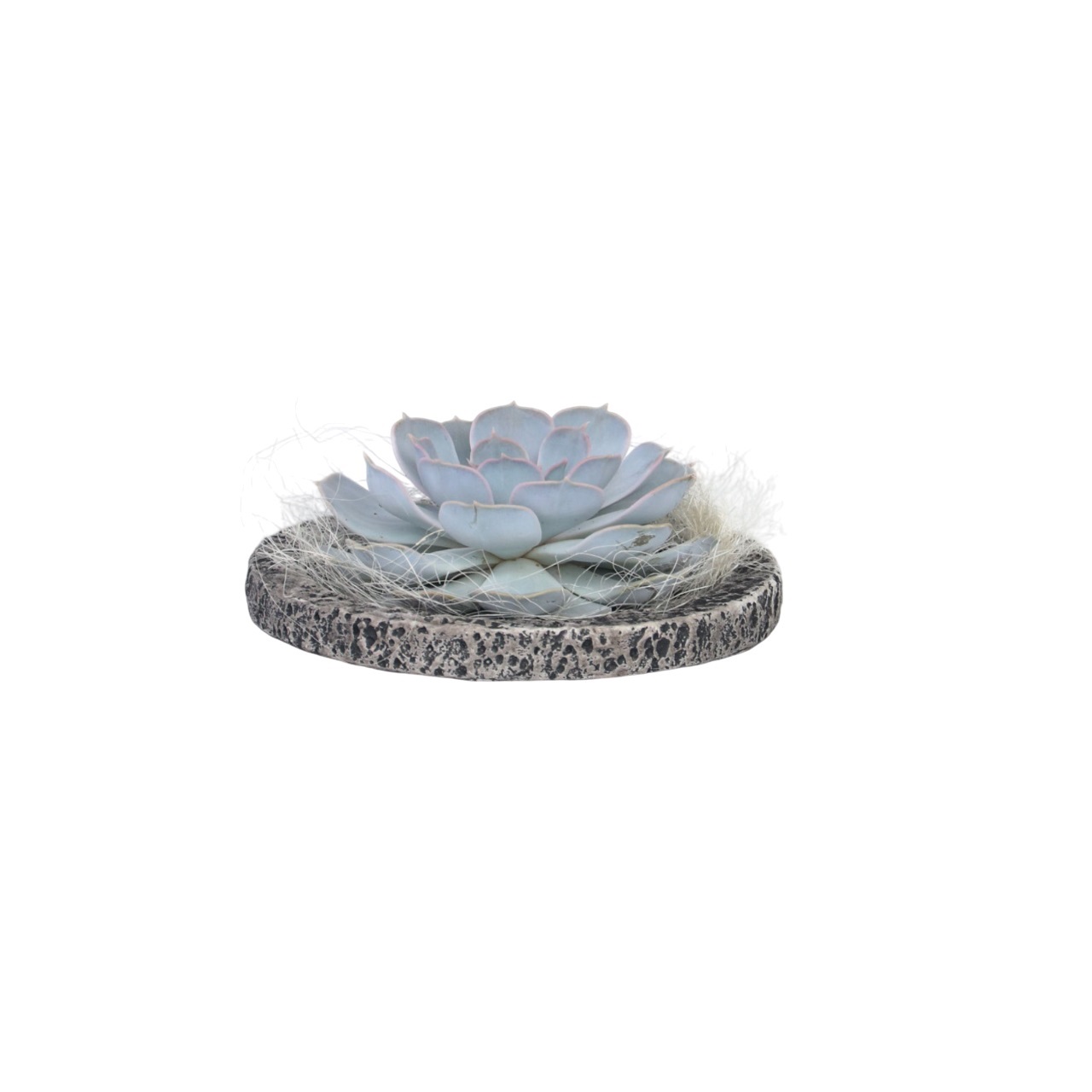 Echeveria Koala Bowl - Echeveria lilacina - Korkeus 8 cm
