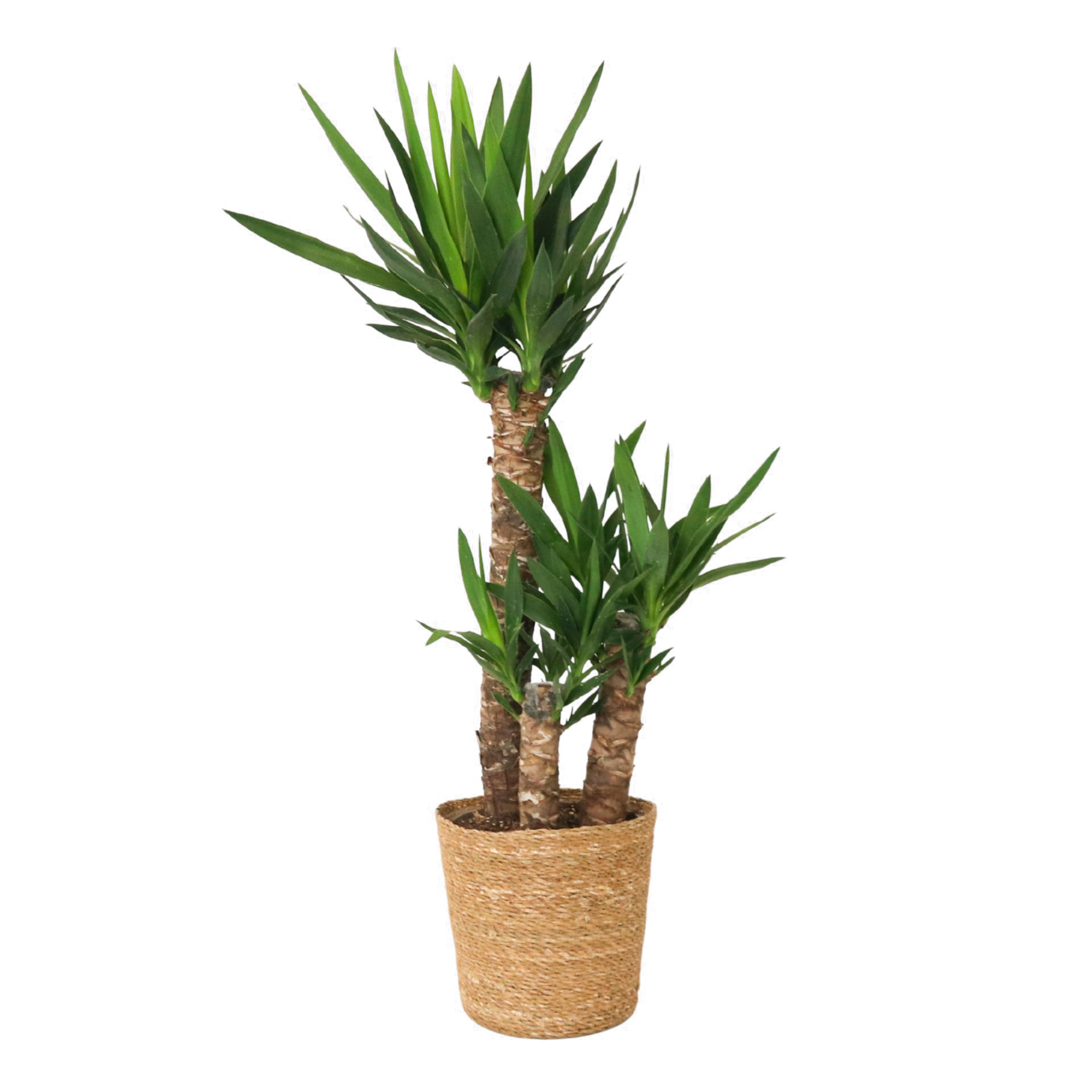 Jukkapalmu - Yucca elephantipes - Korkeus 70-80cm - ⌀21cm