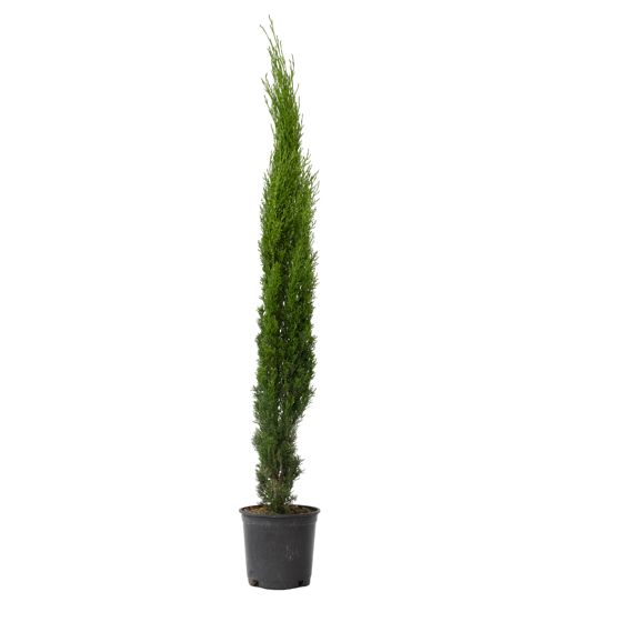 Italiaansypressi - Cupressus sempervirens - Korkeus 70-80cm - ⌀19cm