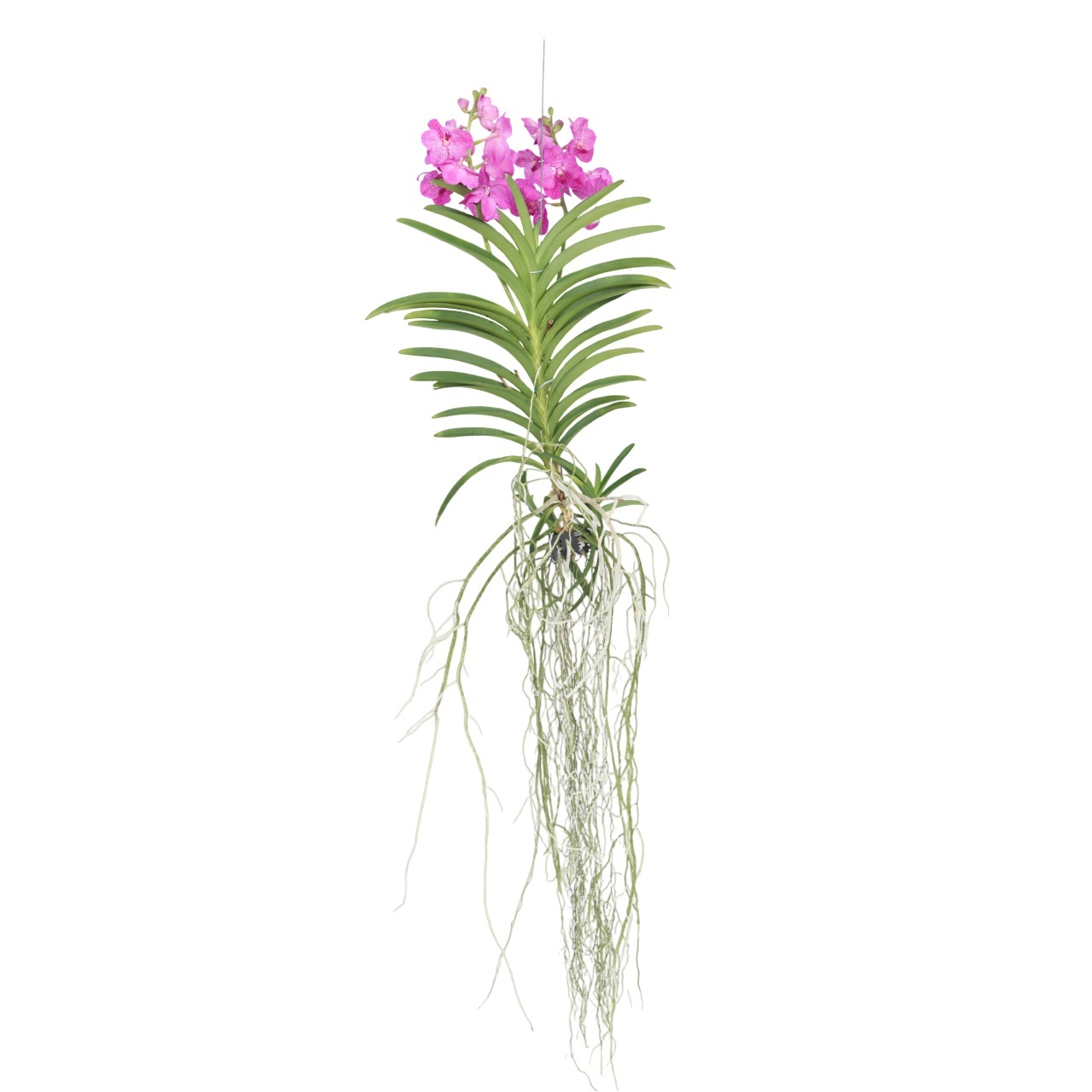 Vanda-orvokki - Vanda 'Pink' - Korkeus 45-55cm