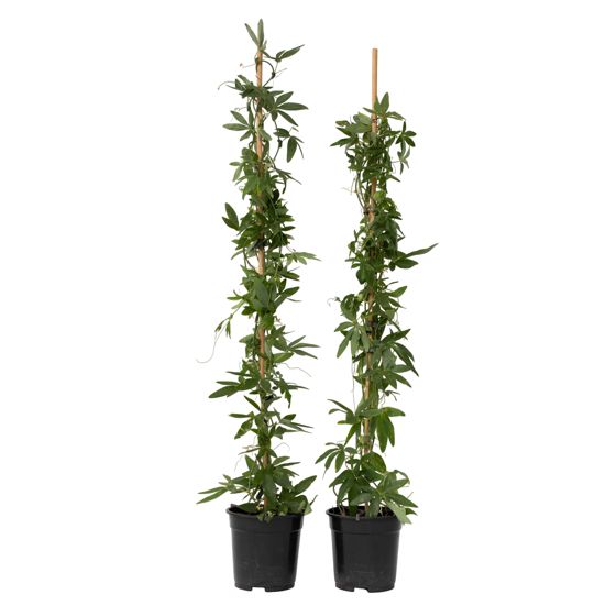 Kärsimyskukka - 2 kpl - Passiflora 'Constance Elliott' - K110–120cm - ⌀17cm
