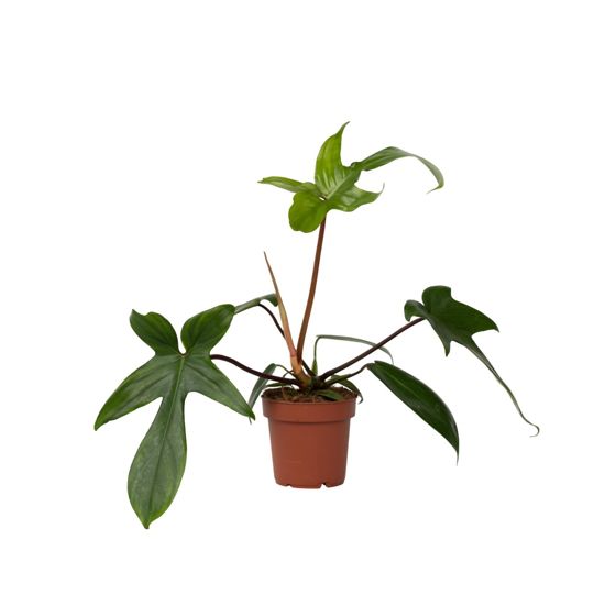 Sydänkasvi - Philodendron 'Florida Green' - Korkeus 20-30cm - ⌀12cm