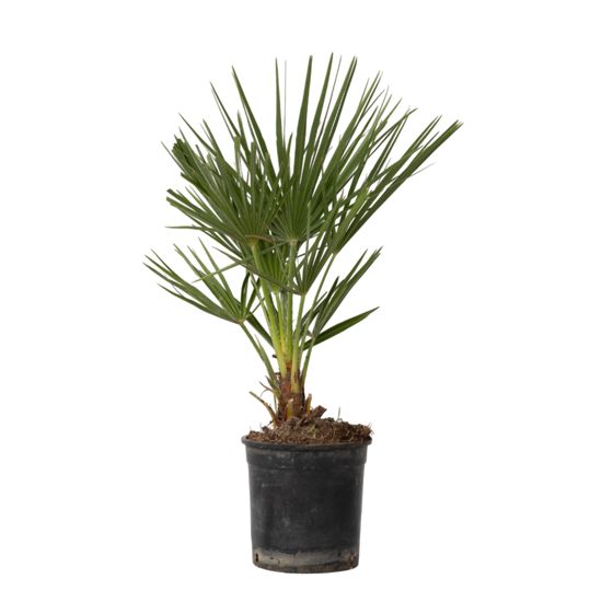 Euroopan viuhkapalmu - Chamaerops humilis - Korkeus 50-60cm - ⌀15cm