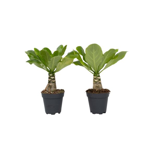 Hawaii-palmupuu - 2 kpl - Brighamia 'Insignis' - Korkeus 25-35 cm - ⌀12 cm