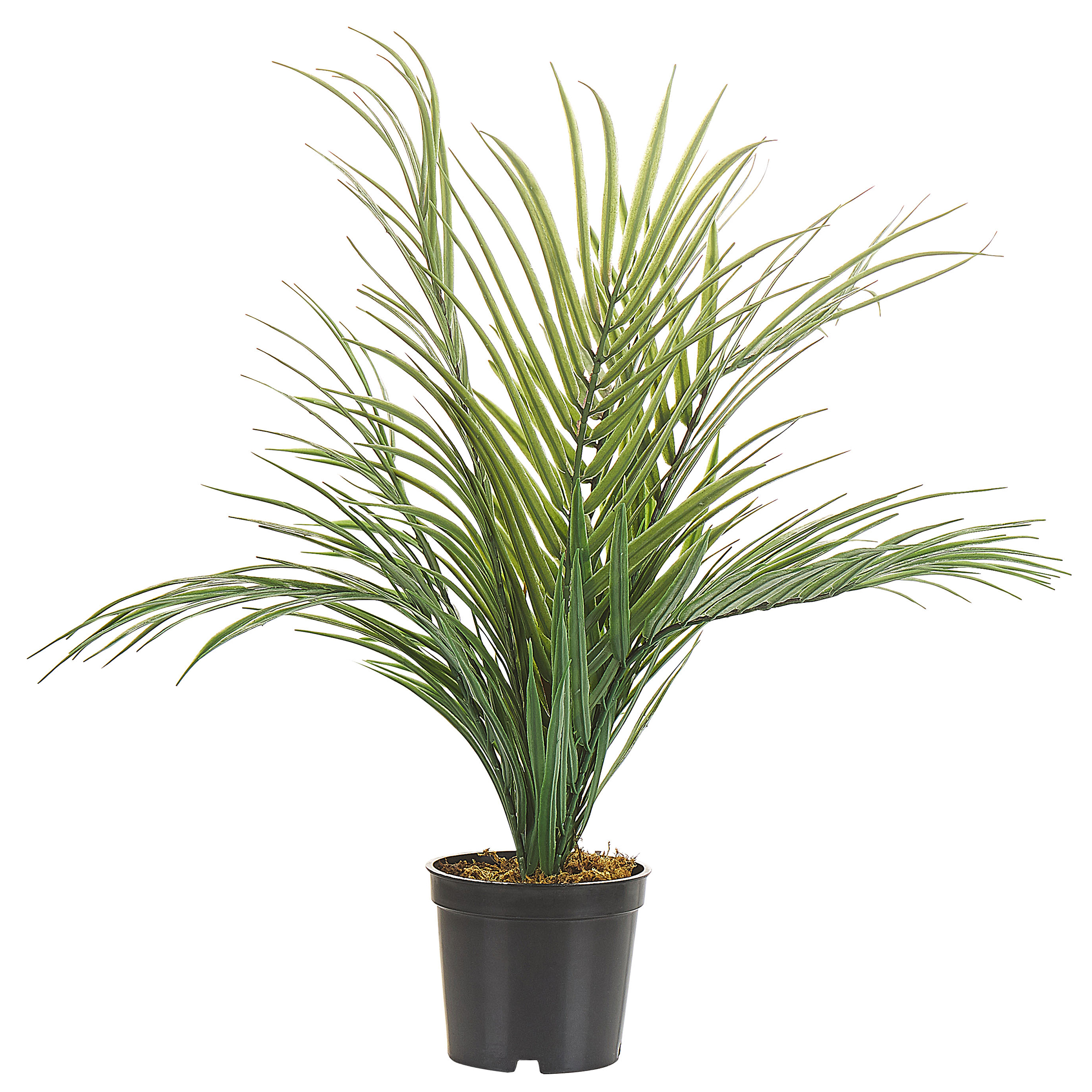 Tekokasvi ARECA PALM 45 cm Vihreä