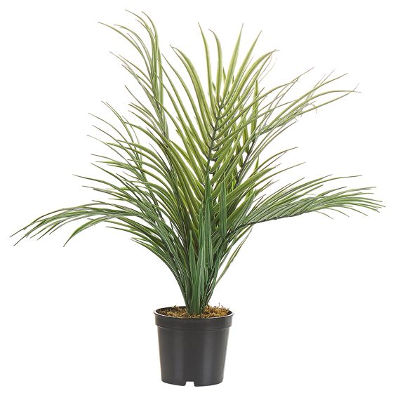 Tekokasvi ARECA PALM 45 cm Vihreä