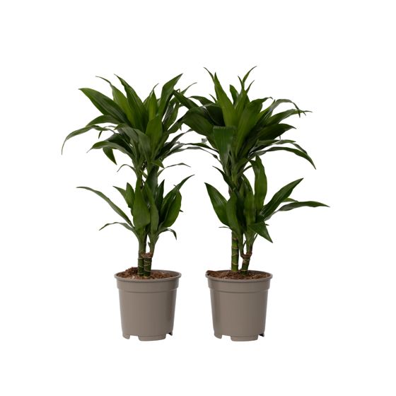 Lohikäärmipuu - 2 kpl - Dracaena deremensis 'Janet Craig' - K60-70cm - ⌀17cm