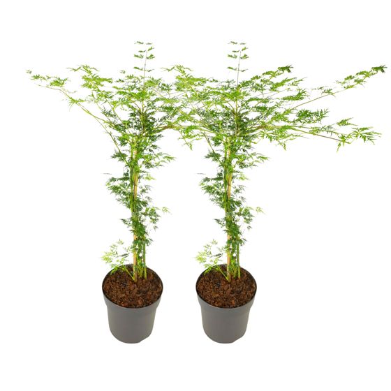 Japanin vaahtera - 2 kpl - Acer palmatum 'Emerald Lace' - K60-70cm - ⌀19cm