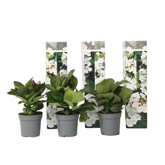 Hortensia - 3 kpl - Hydrangea macrophylla teller 'Benxi' - K25-40cm - ⌀9cm